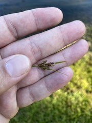 Fimbristylis dichotoma