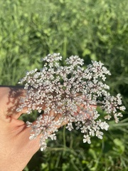 Daucus
