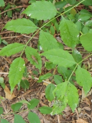 Campsis radicans