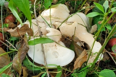Lyophyllaceae