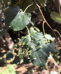 Eriophyes tiliae
