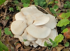 Lyophyllaceae