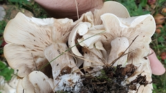 Lyophyllaceae
