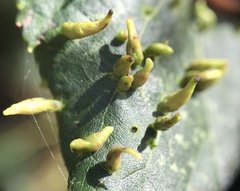 Eriophyes tiliae