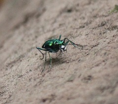 Cicindela sexguttata