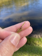 Fimbristylis dichotoma