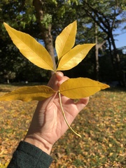 Fraxinus pennsylvanica
