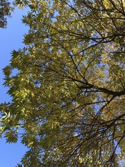 Fraxinus pennsylvanica