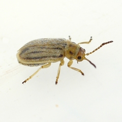 Ophraella