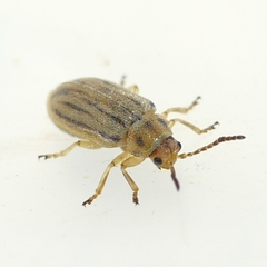 Ophraella