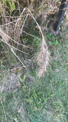 Elymus canadensis