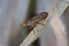 Tetanocera