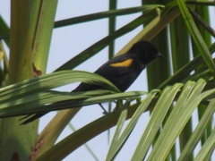 Icterus pyrrhopterus