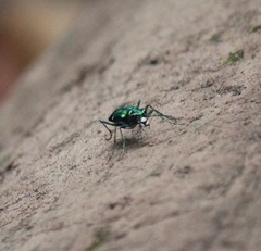 Cicindela sexguttata