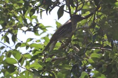 Sphecotheres vieilloti