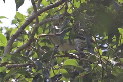 Sphecotheres vieilloti