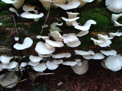 Pleurocybella porrigens