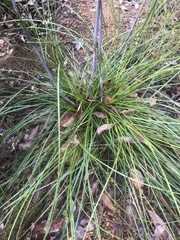 Xanthorrhoea