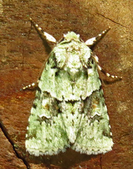 Lacinipolia implicata