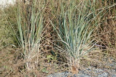 Leymus mollis