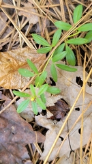 Stylosanthes biflora