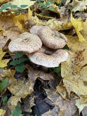 Armillaria borealis