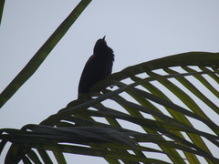 Icterus pyrrhopterus