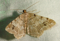 Macaria bisignata