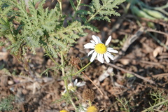 Anthemis arvensis