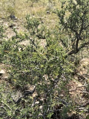Condalia ericoides