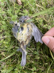 Setophaga caerulescens