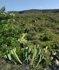 Myrtillocactus geometrizans