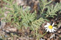 Anthemis arvensis