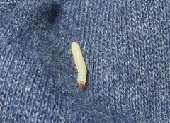 Plodia interpunctella