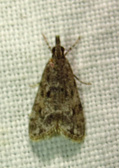 Eudonia heterosalis