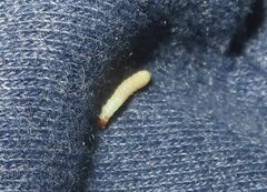 Plodia interpunctella