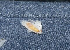 Plodia interpunctella