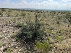 Condalia ericoides