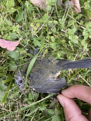 Setophaga caerulescens