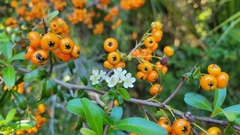 Pyracantha koidzumii