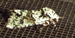 Lacinipolia implicata
