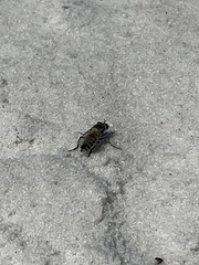 Laphystia texensis