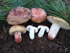 Russula ventricosipes