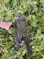 Setophaga caerulescens