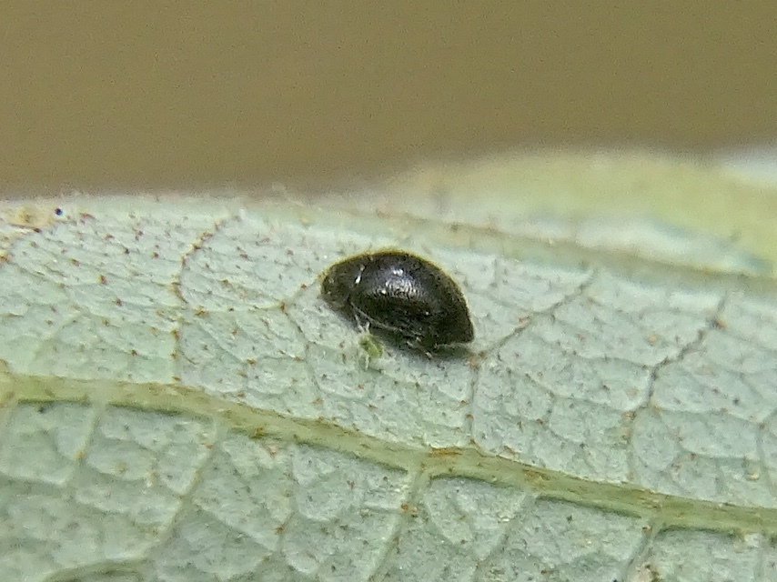Scymnus ater