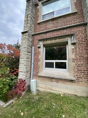 Setophaga caerulescens