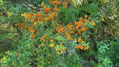 Pyracantha koidzumii