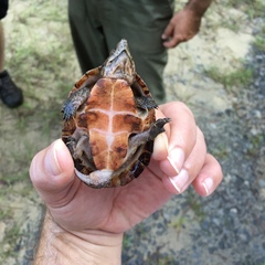 Sternotherus intermedius