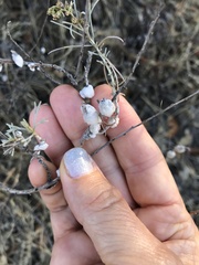 Rhopalomyia floccosa