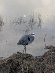 Ardea herodias fannini